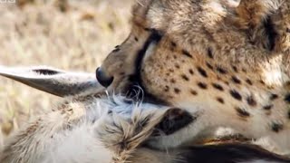 Cheetah chases Gazelle - Inside the Perfect Predator - BBC