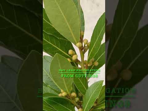 How to propagate bay leaf from cuttings (cooking bay leaf) #short