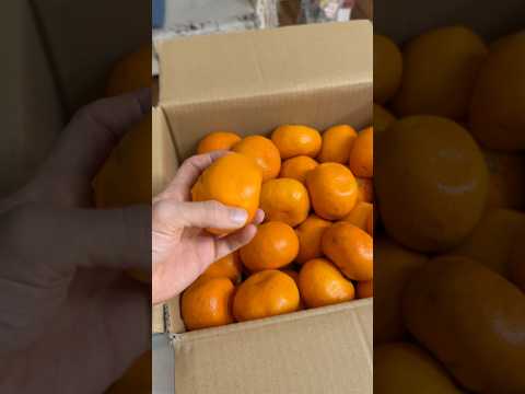 訳ありみかん２０ｋｇを間違えて注文してしまった…  (´°̥̥̥̥̥̥̥̥ω°̥̥̥̥̥̥̥̥｀) PDS #shorts