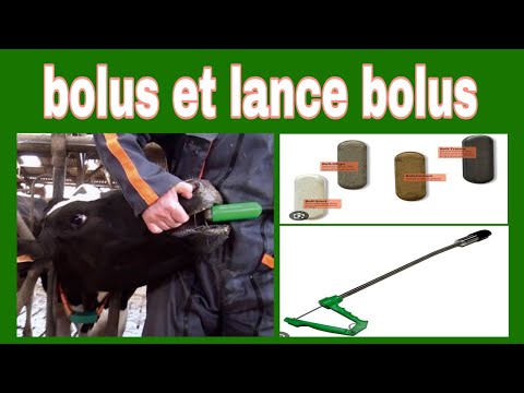 , title : 'bolus et lance bolus @vetoszone'
