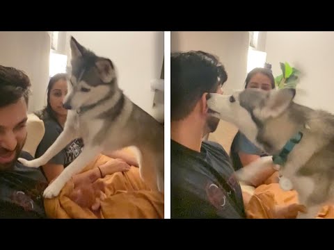 Adorable Pomsky Reacts When Owners Pretend To Argue