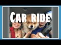 CAR RIDE WITH A CHOW ZEE CHOW