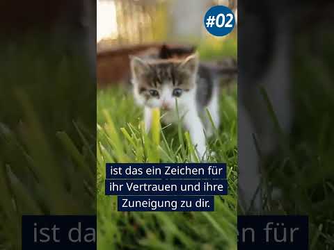 Katzen Fakten & Tatsachen#02