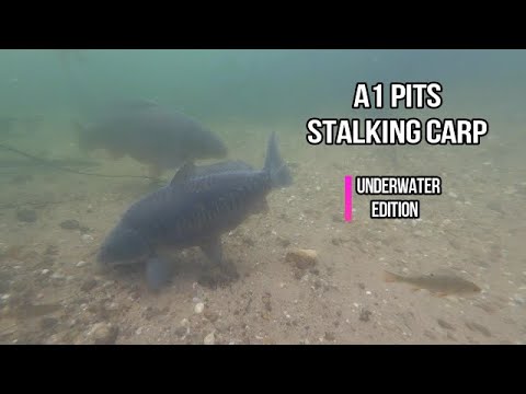 Carp fishing A1 pits: underwater edition