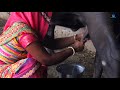 Buffalo Milking Indian Women Buffalo Milking By Hand Indian Village Life Vlog