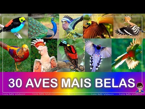As 30 AVES mais Bonitas do Mundo
