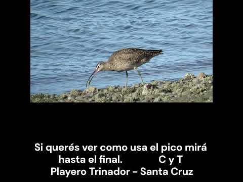 Si querés ver como usa el pico mirá hasta el final. #aves #birds  #avesdeargentina #shorts