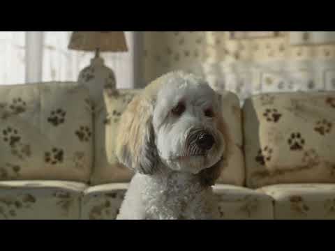 For the Best...and Naughtiest Pups. The Honest Kitchen Dog Food | Muddy Girl 30s