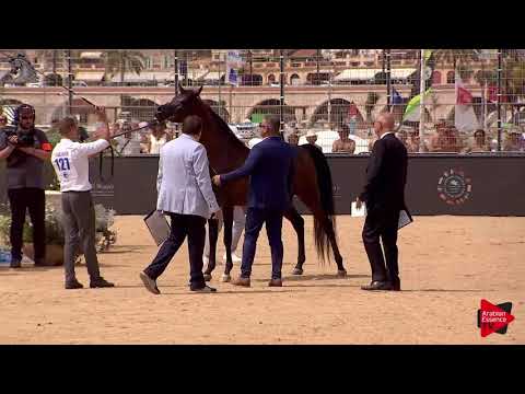 N.127 GABEL ATHBAH - Menton 2018 - 3 Years Old Colts (Class 8)