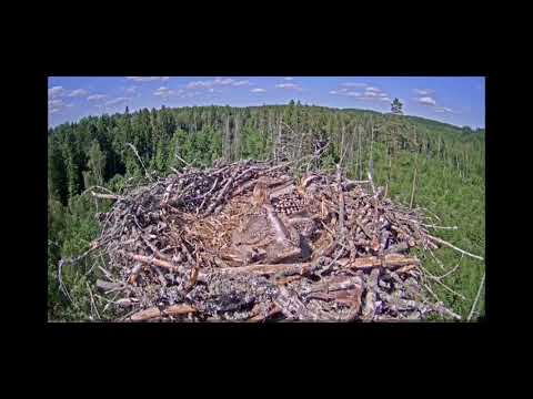 Baby osprey bird has a diarrhea on nest camera lens