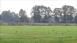 preview picture of video 'Krähe verfolgt Brachvogel -  Curlews - Raven - Starlings - Seagull'