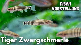 Tiger Zwergschmerle (Yunnanilus cruciatus) | Liquid Nature Fisch Vorstellung