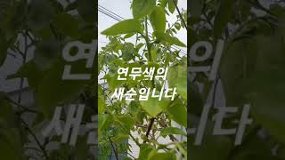 Download lagu @감나무는 전정이 중요해요~ mp3