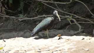 preview picture of video 'Green Ibis on Rio Sarapiquí'