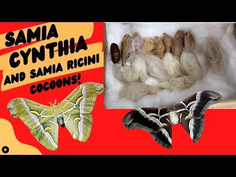 Unboxing cocoons of the beautiful Samia Cynthia and Samia Ricini Moths
