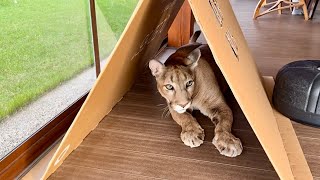 Пума Месси переезжает в новый дом!