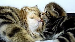 Mom Cat hugs her kitten Rosy.Cutest Cat Moments.  Hug to hugs