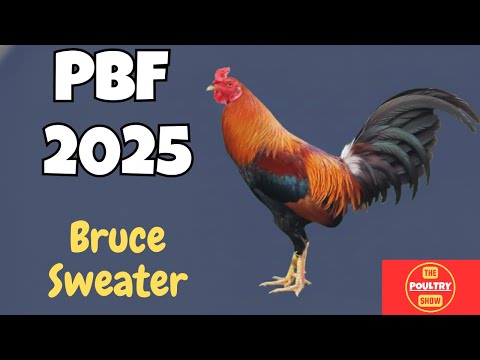 𝐏𝐁𝐅 𝟐𝟎𝟐𝟓 | 𝐃𝐚𝐫𝐰𝐢𝐧 𝐓𝐨𝐫𝐫𝐞𝐬 | 𝐉𝐨𝐣𝐨 𝐆𝐚𝐭𝐥𝐚𝐛𝐚𝐲𝐚𝐧