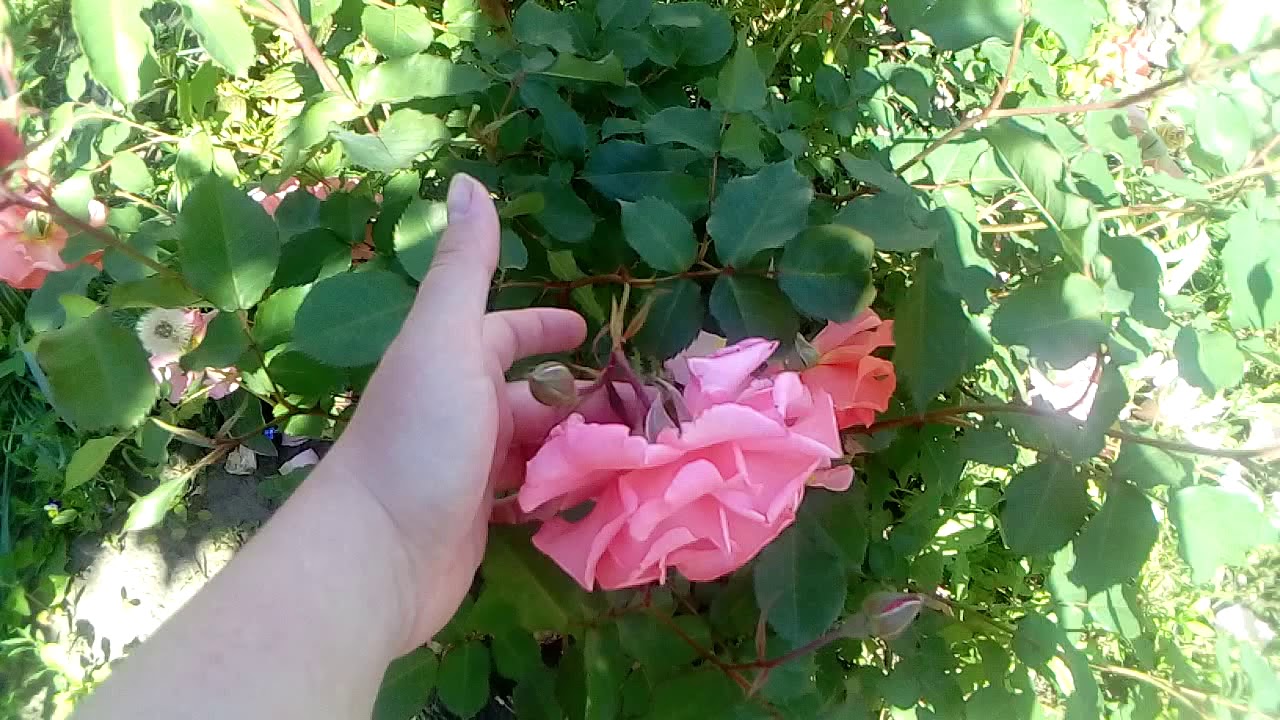 Роза Алибаба