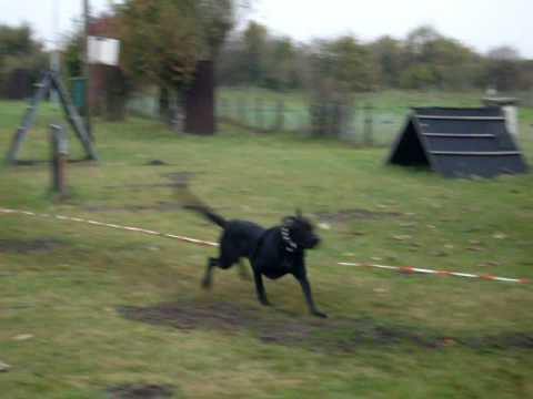 Anico-Unai de l'Atzucac, Ca de Bestiar, 11.2008