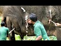 Elephant begging for life with traumatic Abscess successfully treated & given a chance to live again