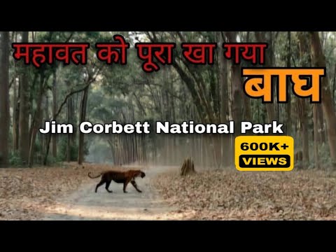 STRICT WARNING ⚠️- उस बाघ की Territory में कोई नही जाएगा - Order by Forest Department -1983 DHIKALA