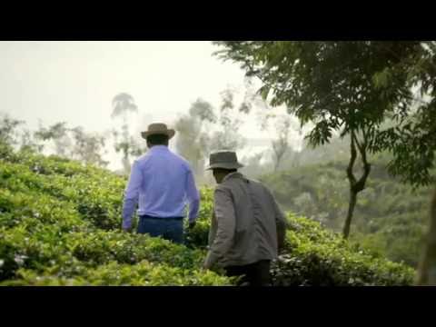 Pure Ceylon Green Tea