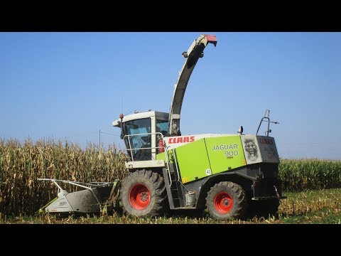 Claas Jaguar 900 - Trinciato mais 2019