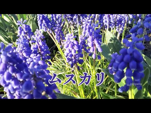 園芸 無視されたグレープ ヒヤシンス、グレープ グレープ ヒヤシンス