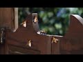 Barney Song Little Honey Bees Sweet As Honey
