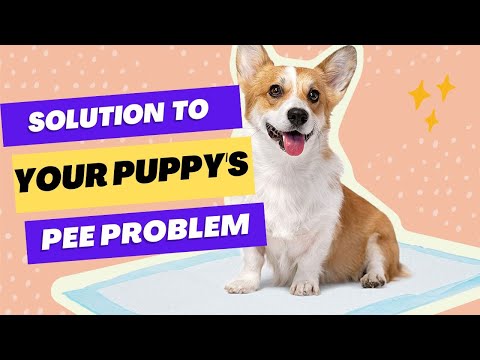 Amazon Basics Dog and Puppy Pee Pads with Leak Proof Quick Dry Design for Potty Training