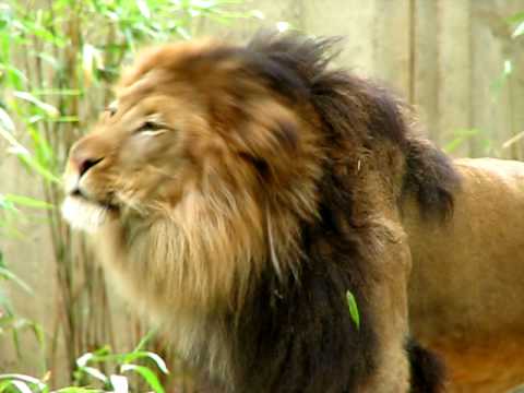 Luke - King of the jungle (at the National Zoo, anyway)