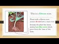 Digital Lesson 4 Types Of Roots