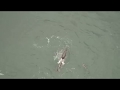Killer Whales And Dolphins Swimming Together