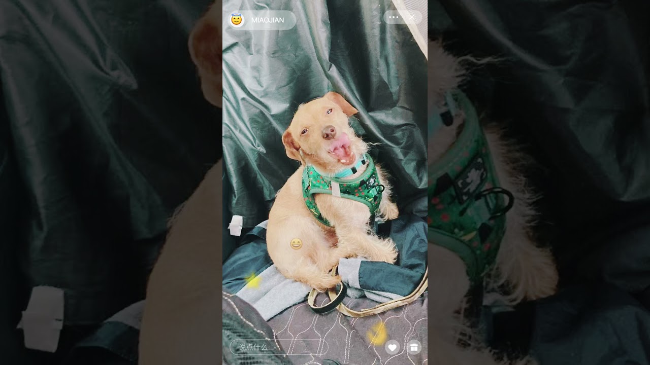 Sunrise, a ADOPTABLE mixed breed in West Covina, CA video 6/6