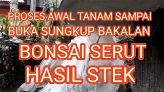 Download lagu PROSES AWAL TANAM SAMPAI BUKA SUNGKUP BAKALAN BONSAI SERUT HASIL STEK mp3 Download lagu PROSES AWAL TANAM SAMPAI BUKA SUNGKUP BAKALAN BONSAI SERUT HASIL STEK mp3