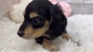 ミニチュアダックスの動画01