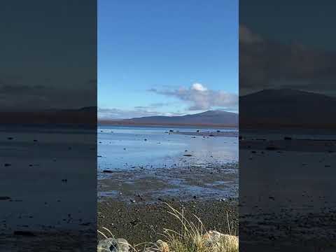 PATAGONIA VIBES 📍🇨🇱| Magallanes #puq #puntaarenas #puertonatales #chile #trip #paseo