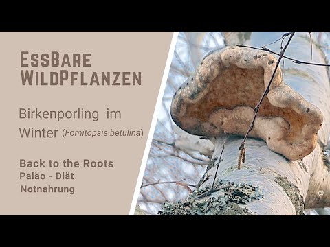 , title : 'Birkenporling (Formitopsis betulina) im Winter; essbare Wildpflanzen'