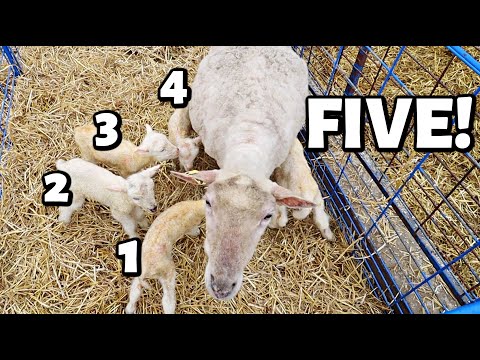 HIGH FIVE FOR MAMA!!🖐 🥳| quints, quads, triplets, and one special mama has TWINS! 🤱🤱 | Vlog 561