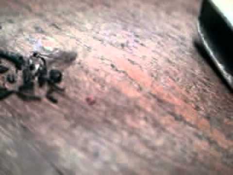 "HO-OVER" (Mücke 5) - ein Stummfilm