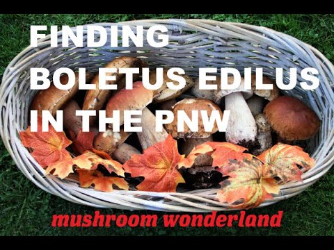 How to Find Boletus Edilus (Porcini Mushrooms) in the PNW