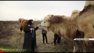 Имам из Чечни открыл ферму по разведению редких животных и птиц