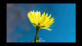 Download lagu Dalan Liyane - Instrumental Flute Keroncong mp3