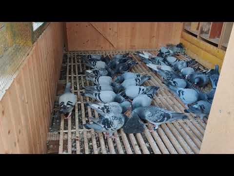 Porumbei voiajori: Program de pregătire concursuri pui - Principii si sfaturi