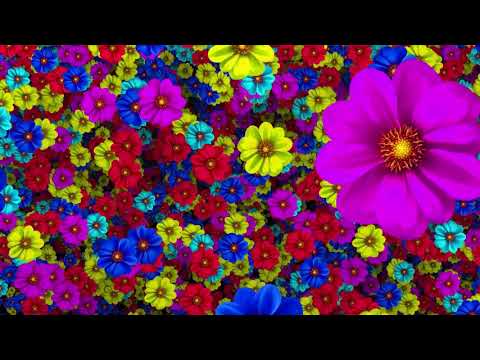 Colorful Flowers Background HD Video 1080p