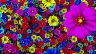 Colorful Flowers Background HD Video 1080p