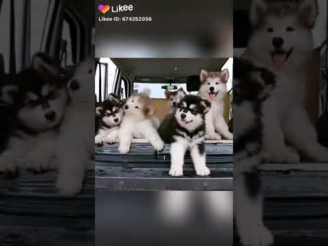 Que cuti cuti mano😍