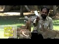Cute Little Baby Antelopes Being Bottle Fed