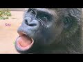 Oldest Female Gorilla Freaks Out While Phone Camera Shooting The Shabani Family